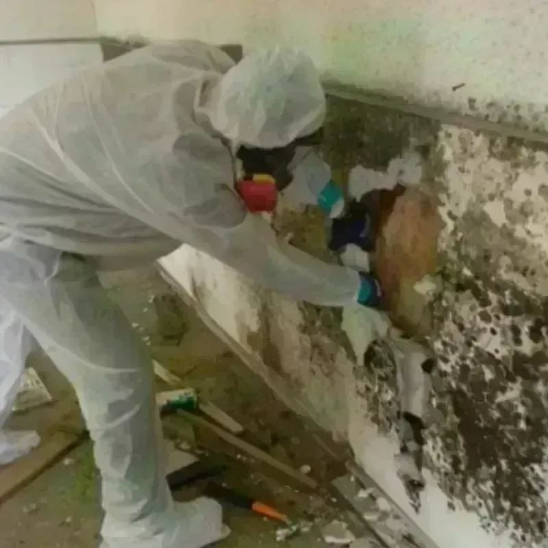 Mold Remediation and Removal in Spencerville, NM